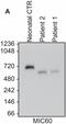 Inner Membrane Mitochondrial Protein antibody, 45-6400, Invitrogen Antibodies, Western Blot image 