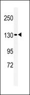 LINE1 Type Transposase Domain Containing 1 antibody, LS-C165660, Lifespan Biosciences, Western Blot image 