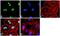 Cpbp antibody, 39-6900, Invitrogen Antibodies, Immunofluorescence image 