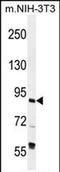 TFIIIC90 antibody, PA5-71605, Invitrogen Antibodies, Western Blot image 