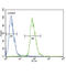 ETS Variant 5 antibody, abx025877, Abbexa, Western Blot image 