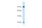 SRY-Box 30 antibody, PA5-40508, Invitrogen Antibodies, Western Blot image 