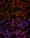 TNF Receptor Superfamily Member 11a antibody, 14-735, ProSci, Immunofluorescence image 