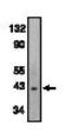 C-X-C Motif Chemokine Receptor 6 antibody, MBS395868, MyBioSource, Western Blot image 