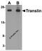 Translin antibody, 6369, ProSci Inc, Western Blot image 