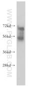 Kelch Like Family Member 14 antibody, 51131-1-AP, Proteintech Group, Western Blot image 