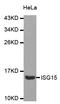 ISG15 Ubiquitin Like Modifier antibody, LS-C330813, Lifespan Biosciences, Western Blot image 