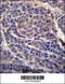 Carbonic Anhydrase 6 antibody, 56-574, ProSci, Immunohistochemistry frozen image 