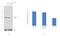 Aldehyde Dehydrogenase 1 Family Member A3 antibody, PA5-29188, Invitrogen Antibodies, Western Blot image 