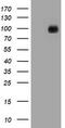 Cadherin 1 antibody, LS-C175433, Lifespan Biosciences, Western Blot image 