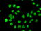 Heterogeneous Nuclear Ribonucleoprotein F antibody, TA500804, Origene, Immunofluorescence image 