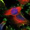 CKLF Like MARVEL Transmembrane Domain Containing 4 antibody, NBP1-84457, Novus Biologicals, Immunofluorescence image 