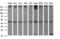 Tubulin Beta 1 Class VI antibody, LS-B15615, Lifespan Biosciences, Western Blot image 