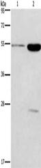 Gamma-Aminobutyric Acid Type A Receptor Gamma2 Subunit antibody, CSB-PA617734, Cusabio, Western Blot image 