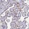 Placenta Enriched 1 antibody, NBP2-32379, Novus Biologicals, Immunohistochemistry frozen image 