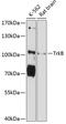 Neurotrophic Receptor Tyrosine Kinase 2 antibody, 14-225, ProSci, Western Blot image 