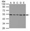 Tubulin antibody, LS-C155339, Lifespan Biosciences, Western Blot image 