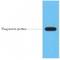 FLAG antibody, LS-C387290, Lifespan Biosciences, Western Blot image 