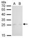 Mitotic Arrest Deficient 2 Like 1 antibody, NBP2-43820, Novus Biologicals, Western Blot image 