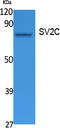 Synaptic Vesicle Glycoprotein 2C antibody, GTX34244, GeneTex, Western Blot image 