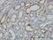 Dihydrolipoamide Dehydrogenase antibody, H00001738-M05, Novus Biologicals, Immunohistochemistry frozen image 