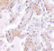 Calpain 6 antibody, 4759, ProSci, Immunohistochemistry paraffin image 