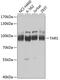 SYTC antibody, GTX65852, GeneTex, Western Blot image 