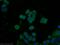 Carboxypeptidase N Subunit 1 antibody, 13385-1-AP, Proteintech Group, Immunofluorescence image 