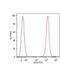 Fuc-TVII antibody, MA1-19094, Invitrogen Antibodies, Flow Cytometry image 