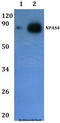 Neuronal PAS Domain Protein 4 antibody, A02045, Boster Biological Technology, Western Blot image 