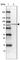 Lymphocyte Cytosolic Protein 2 antibody, HPA036397, Atlas Antibodies, Western Blot image 