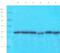 Cathepsin S antibody, orb389329, Biorbyt, Western Blot image 