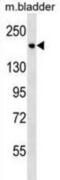 SAM And SH3 Domain Containing 1 antibody, abx030860, Abbexa, Western Blot image 