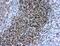 Major Histocompatibility Complex, Class II, DQ Beta 1 antibody, NB120-17101, Novus Biologicals, Immunohistochemistry paraffin image 