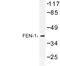 Flap Structure-Specific Endonuclease 1 antibody, AP06687PU-N, Origene, Western Blot image 