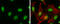 Heterogeneous Nuclear Ribonucleoprotein K antibody, GTX101786, GeneTex, Immunofluorescence image 