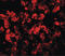 Transmembrane Protein 135 antibody, LS-B10095, Lifespan Biosciences, Immunofluorescence image 