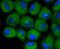 C-X-C Motif Chemokine Receptor 3 antibody, NBP2-67005, Novus Biologicals, Immunofluorescence image 