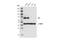 IL2 Inducible T Cell Kinase antibody, 2380S, Cell Signaling Technology, Western Blot image 