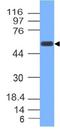 Thymocyte Selection Associated High Mobility Group Box antibody, A08441, Boster Biological Technology, Western Blot image 