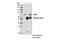 IKAROS Family Zinc Finger 2 antibody, 13459S, Cell Signaling Technology, Immunoprecipitation image 