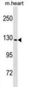 NLR Family Pyrin Domain Containing 6 antibody, abx028973, Abbexa, Western Blot image 