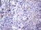 Wnt Family Member 3 antibody, LS-C789317, Lifespan Biosciences, Immunohistochemistry frozen image 