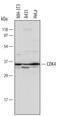 Cyclin Dependent Kinase 4 antibody, AF5254, R&D Systems, Western Blot image 