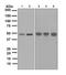 Interferon Regulatory Factor 2 antibody, ab124744, Abcam, Western Blot image 
