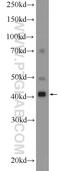 Ribonucleic Acid Export 1 antibody, 20491-1-AP, Proteintech Group, Western Blot image 