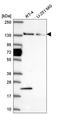 WD Repeat Domain 19 antibody, HPA058847, Atlas Antibodies, Western Blot image 