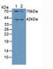 Guanylate Cyclase 1 Soluble Subunit Beta 1 antibody, abx129151, Abbexa, Western Blot image 