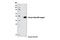 SHANK Associated RH Domain Interactor antibody, 12541S, Cell Signaling Technology, Western Blot image 