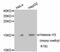 Histone Cluster 3 H3 antibody, STJ112833, St John